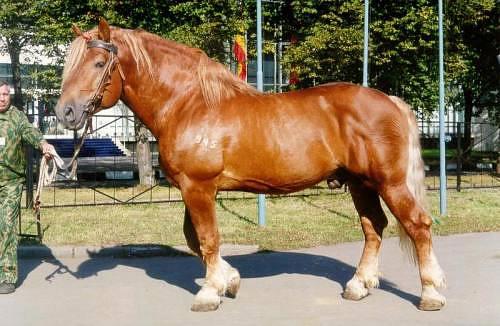 Ardennes Horse For Sale France